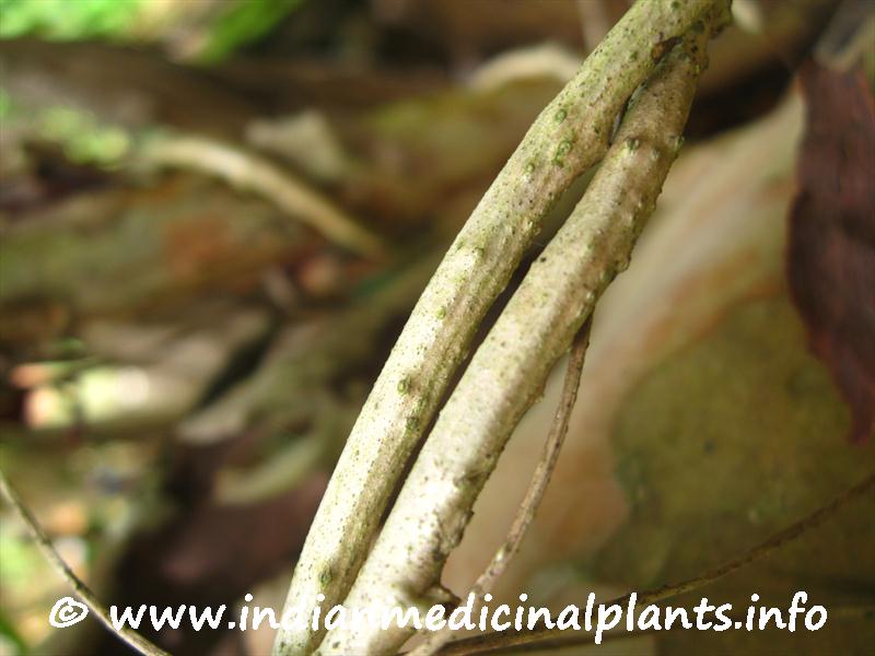 Tinospora cordifolia-1 (2).JPG